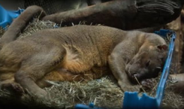 人交配的视频,人交配行为深度解析